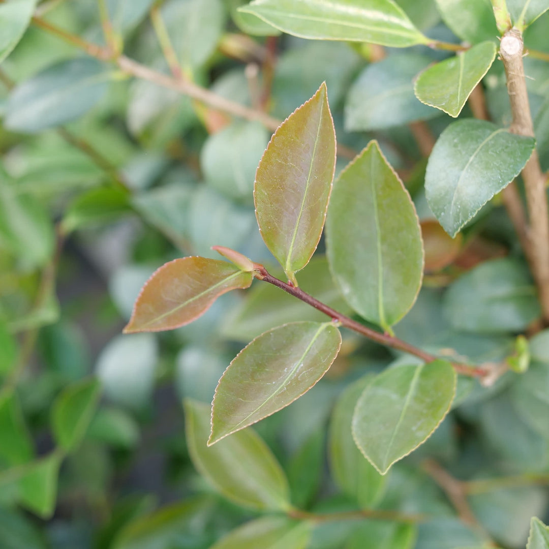 Just Chill® Double Mauve (Camellia x)