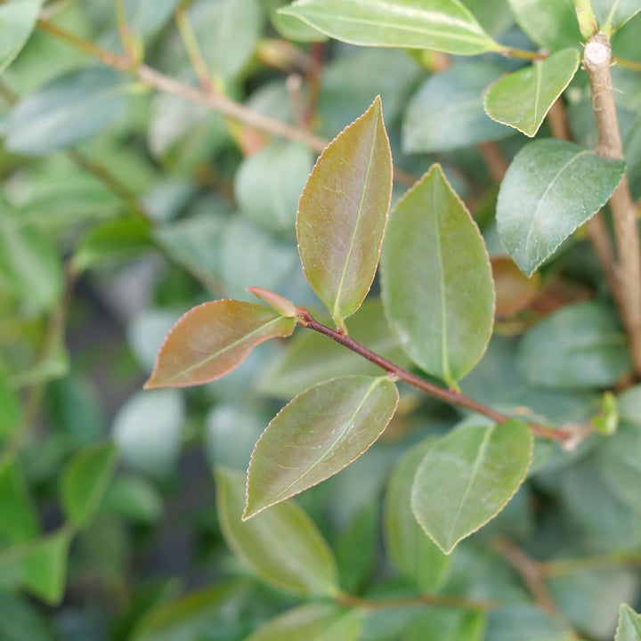 Just Chill® Double Mauve (Camellia x)