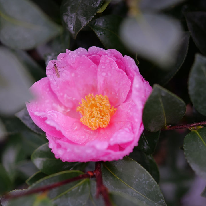 Just Chill® Double Mauve (Camellia x)