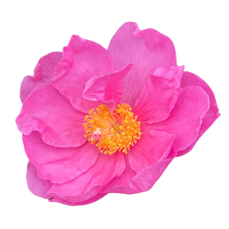 Camellia | Just Chill® Double Mauve | Proven Winners® Shrubs