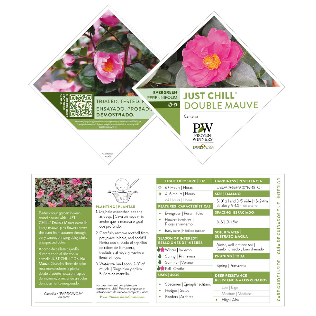 Camellia | Just Chill® Double Mauve | Proven Winners® Shrubs