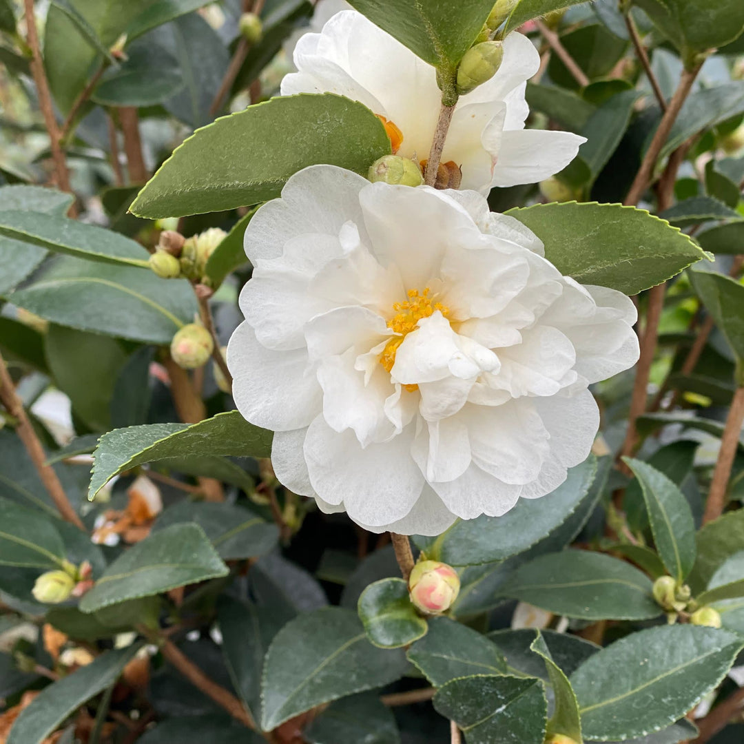 Camellia | Just Chill® Double White | Proven Winners® Shrubs