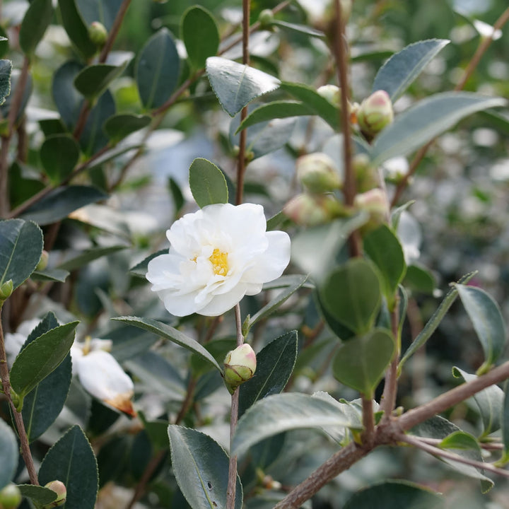 Just Chill® Double White (Camellia x)