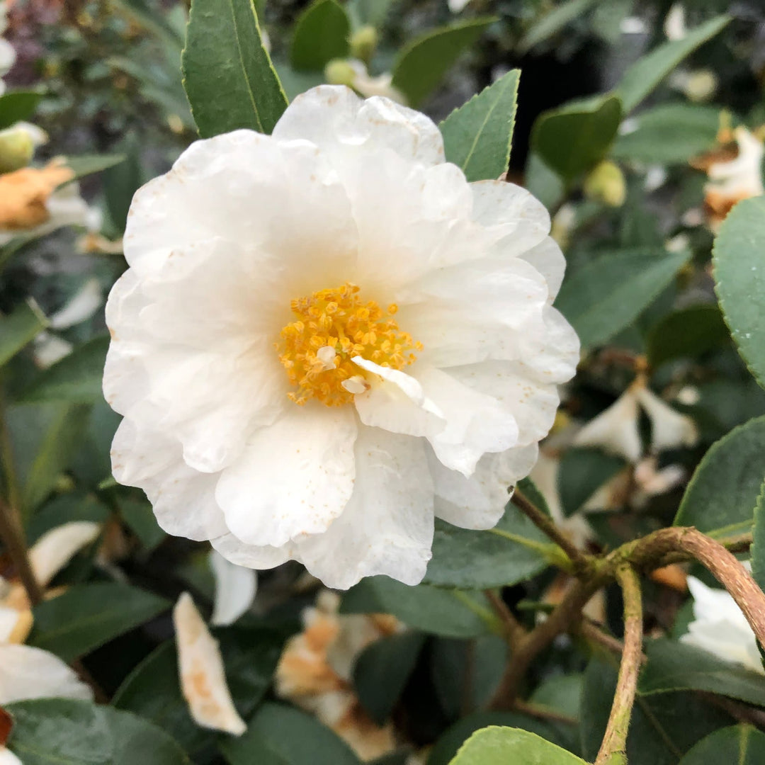 Just Chill® Double White (Camellia x)