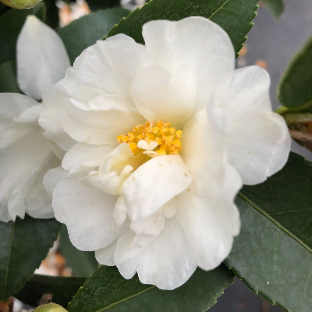 Just Chill® Double White (Camellia x)