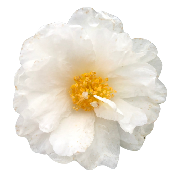 Just Chill® Double White (Camellia x)