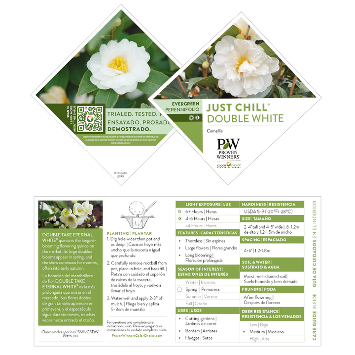 Just Chill® Double White (Camellia x)