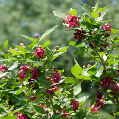 'Aphrodite' 'Aphrodite' Sweetshrub up close.