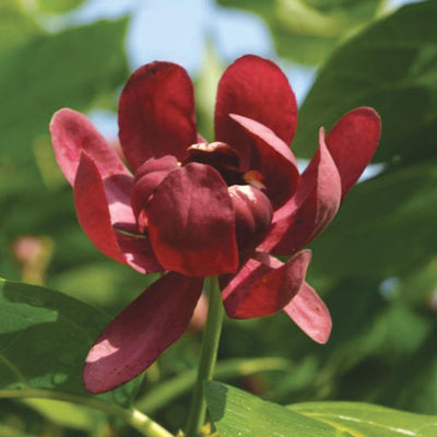 'Aphrodite' Sweetshrub up close.