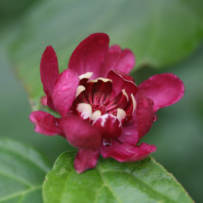 'Aphrodite' 'Aphrodite' Sweetshrub up close.