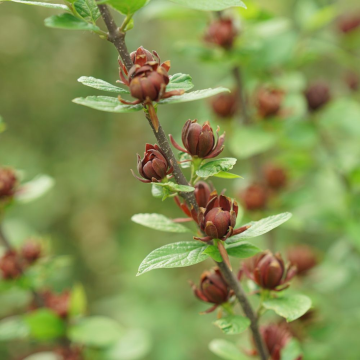 Sweetshrub | 'Aphrodite'
