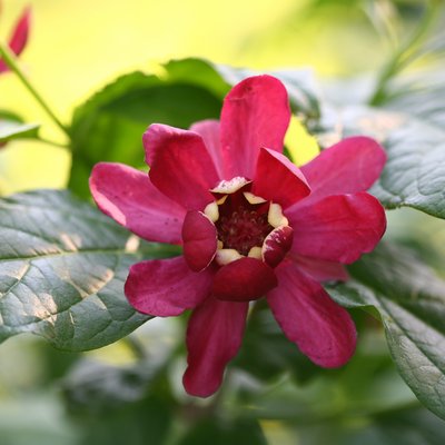 'Aphrodite' 'Aphrodite' Sweetshrub up close.