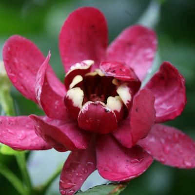 'Aphrodite' Sweetshrub up close.