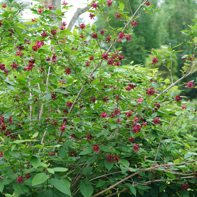 'Aphrodite' 'Aphrodite' Sweetshrub in focus.