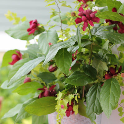 'Aphrodite' Sweetshrub in focus.