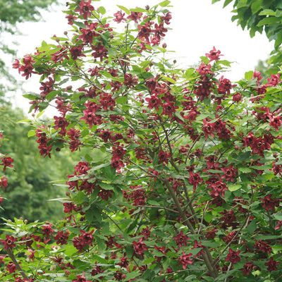 'Aphrodite' Sweetshrub (Calycanthus x)