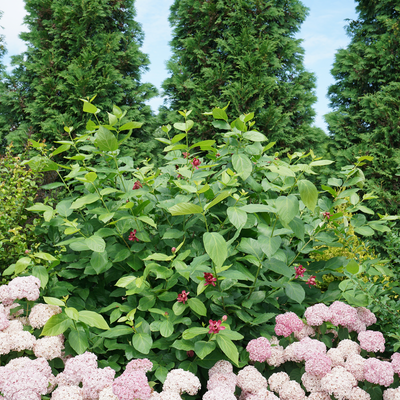 'Aphrodite' 'Aphrodite' Sweetshrub in use.