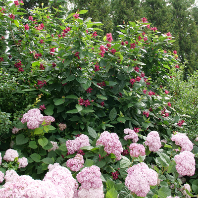 'Aphrodite' 'Aphrodite' Sweetshrub in use.