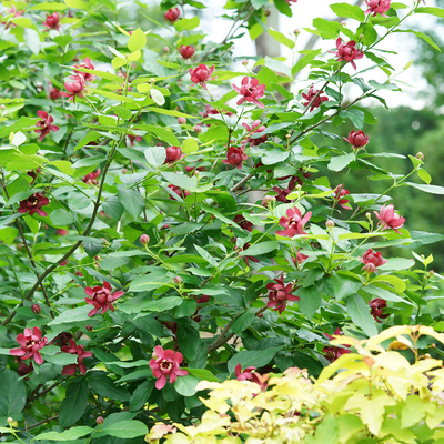 'Aphrodite' 'Aphrodite' Sweetshrub in use.