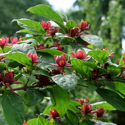 Simply Scentsational Simply Scentsational Sweetshrub up close.