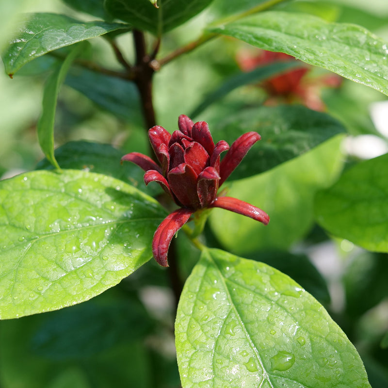 Simply Scentsational Simply Scentsational Sweetshrub up close.