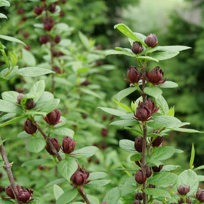 Simply Scentsational Sweetshrub in focus.