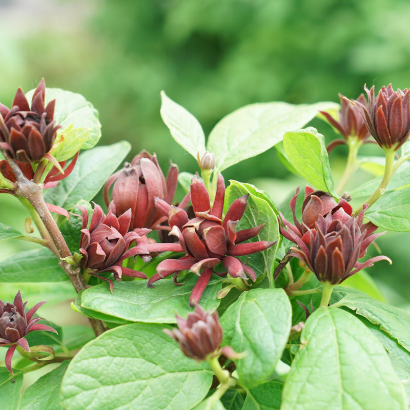 Simply Scentsational Sweetshrub in focus.