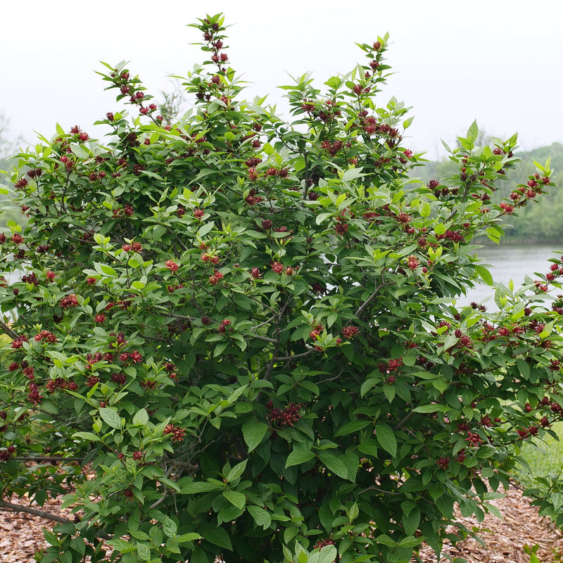 Simply Scentsational Simply Scentsational Sweetshrub in focus.