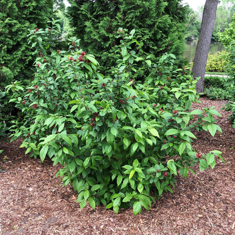 Simply Scentsational Sweetshrub in focus.