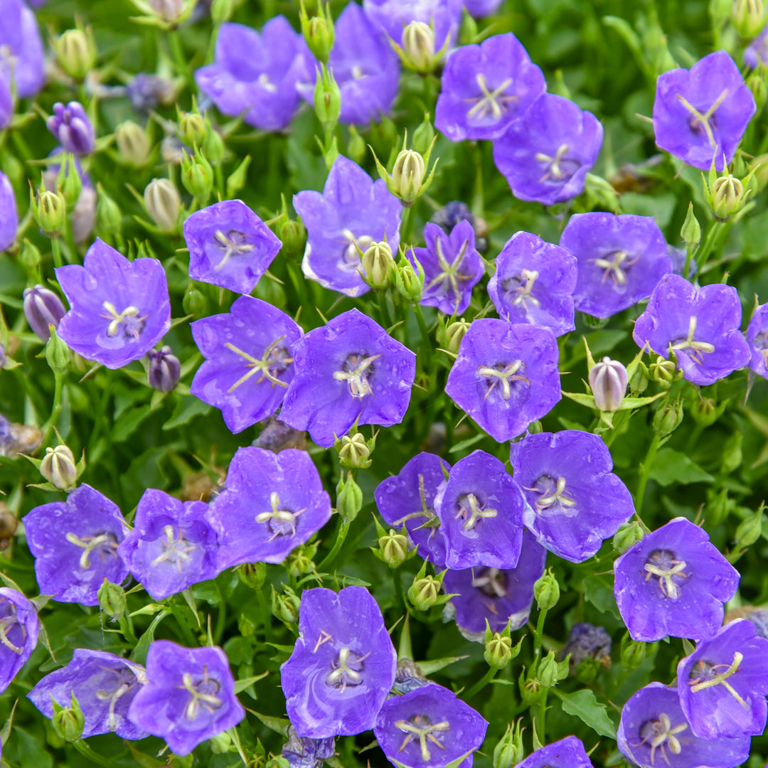CAMPPWP101-CloseUp-1_1080x.jpg