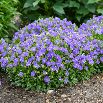 Mini Marvels™ 'Midnight' Carpathian Bellflower (Campanula carpatica)