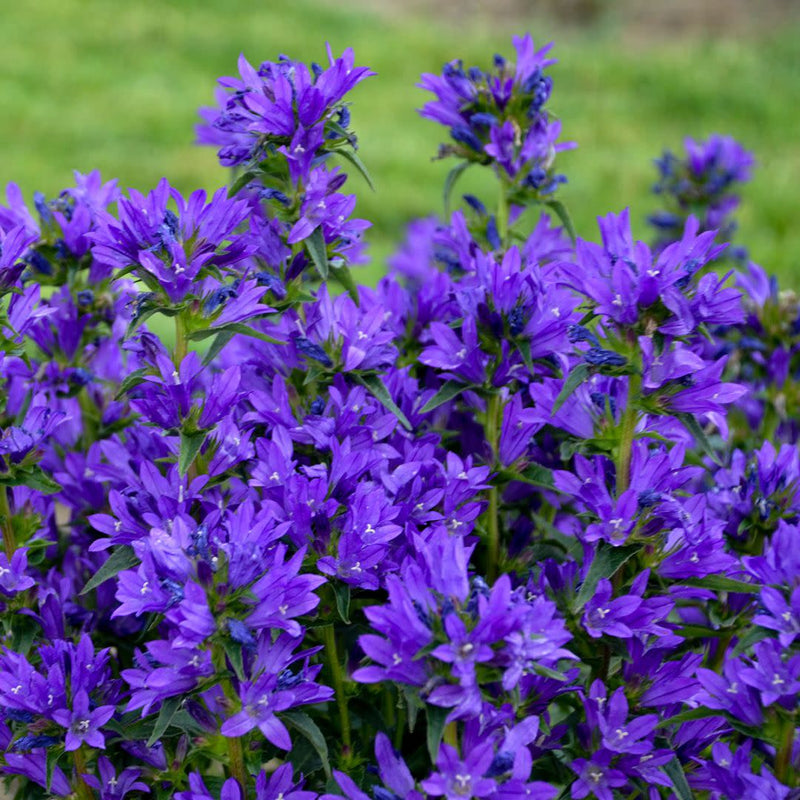 Bells and Whistles Clustered Bellflower (Campanula glomerata) | Proven Winners® New Variety 2025