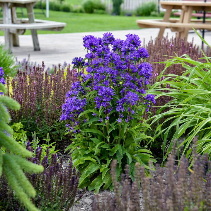 Bells and Whistles Clustered Bellflower (Campanula glomerata)