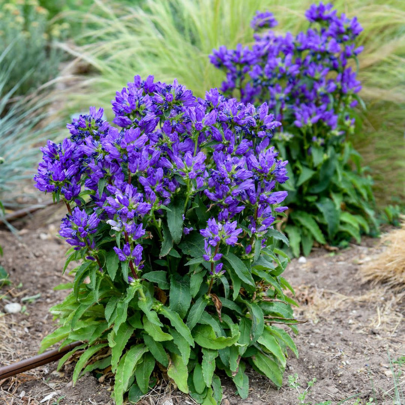 Bells and Whistles Clustered Bellflower (Campanula glomerata) | Proven Winners® New Variety 2025