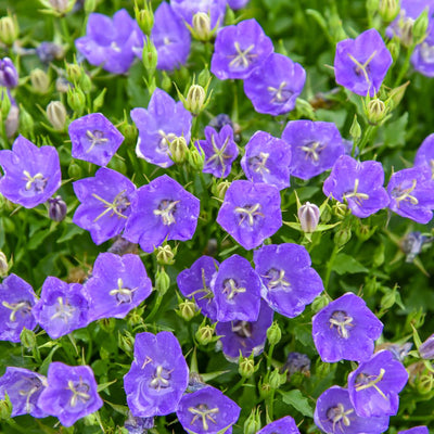 Mini Marvels™ 'Midnight' Carpathian Bellflower (Campanula carpatica) | Proven Winners® New Variety 2025