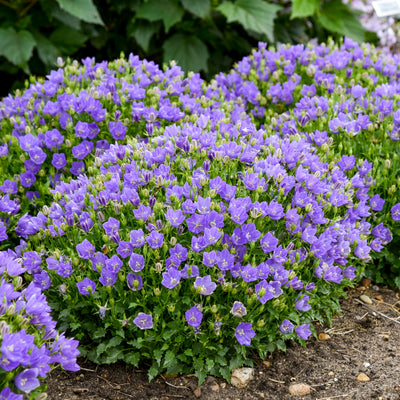 Mini Marvels™ 'Midnight' Carpathian Bellflower (Campanula carpatica)