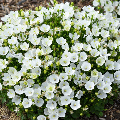 Mini Marvels™ 'Starbright' Carpathian Bellflower (Campanula carpatica) | Proven Winners® New Variety 2025