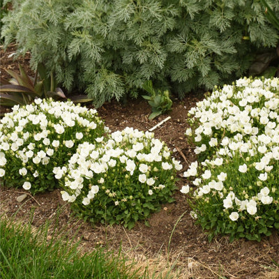 Mini Marvels™ 'Starbright' Carpathian Bellflower (Campanula carpatica) | Proven Winners® New Variety 2025