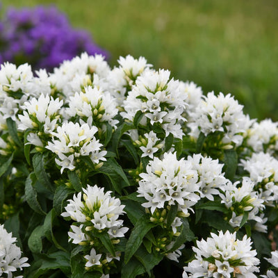 Angel Bells Clustered Bellflowers (Campanula glomerata) | Proven Winners® New Variety 2025