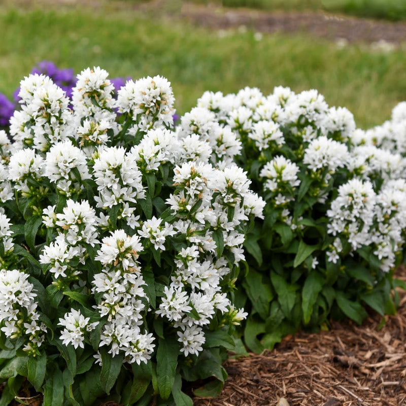 Angel Bells Clustered Bellflowers (Campanula glomerata) | Proven Winners® New Variety 2025