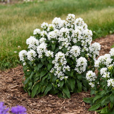 Angel Bells Clustered Bellflowers (Campanula glomerata) | Proven Winners® New Variety 2025