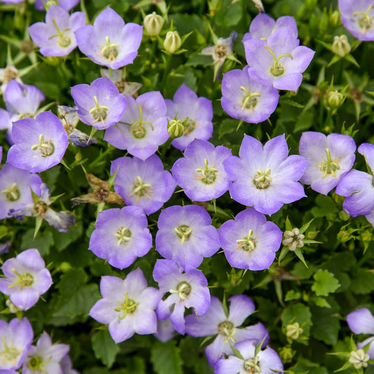 Mini Marvels™ 'Twilight' Carpathian Bellflower (Campanula carpatica)