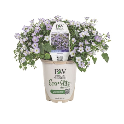 Mini Marvels™ 'Twilight' Carpathian Bellflower (Campanula carpatica)