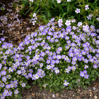 Mini Marvels™ 'Twilight' Carpathian Bellflower (Campanula carpatica)