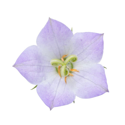 Mini Marvels™ 'Twilight' Carpathian Bellflower (Campanula carpatica)
