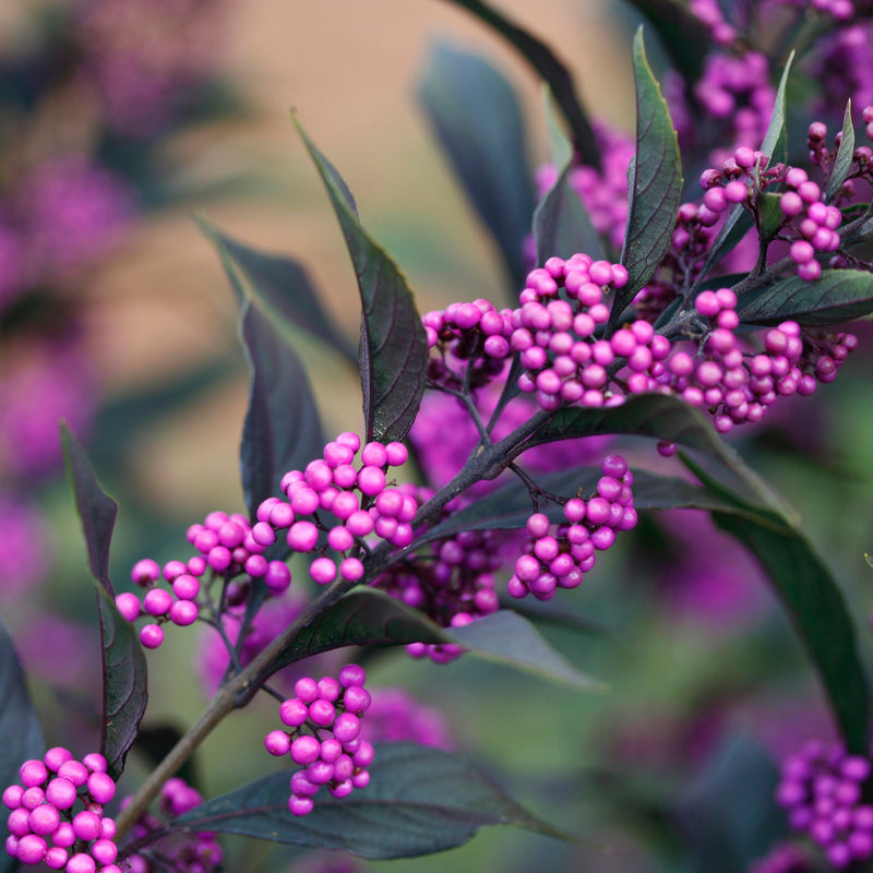 Pearl Glam Beautyberry up close.