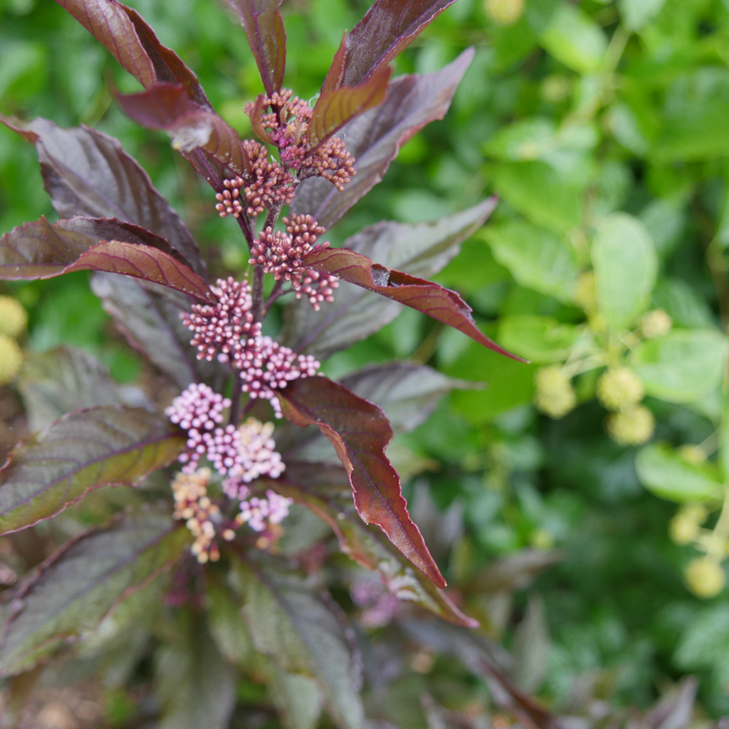 Pearl Glam Pearl Glam Beautyberry up close.