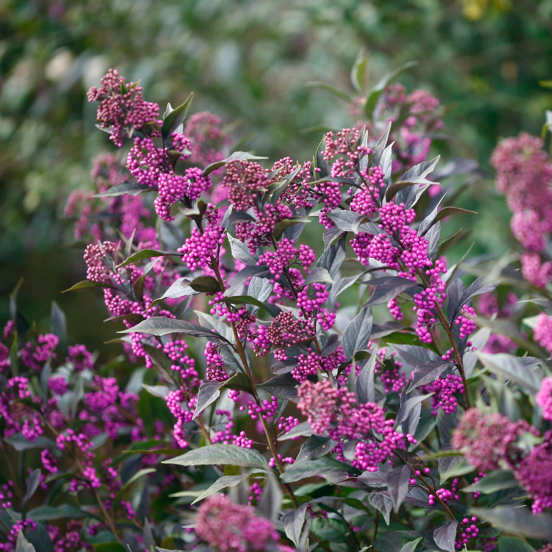 Proven Winners Pearl Glam Beautyberry Callicarpa Live Shrub, Size: 1 gal, Purple