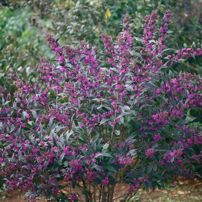 Pearl Glam Beautyberry in focus.