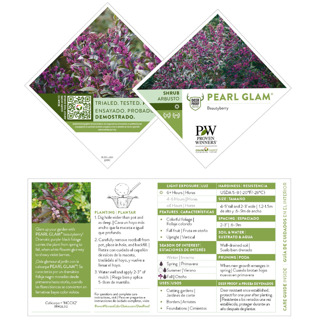 Pearl Glam® Beautyberry (Callicarpa x)